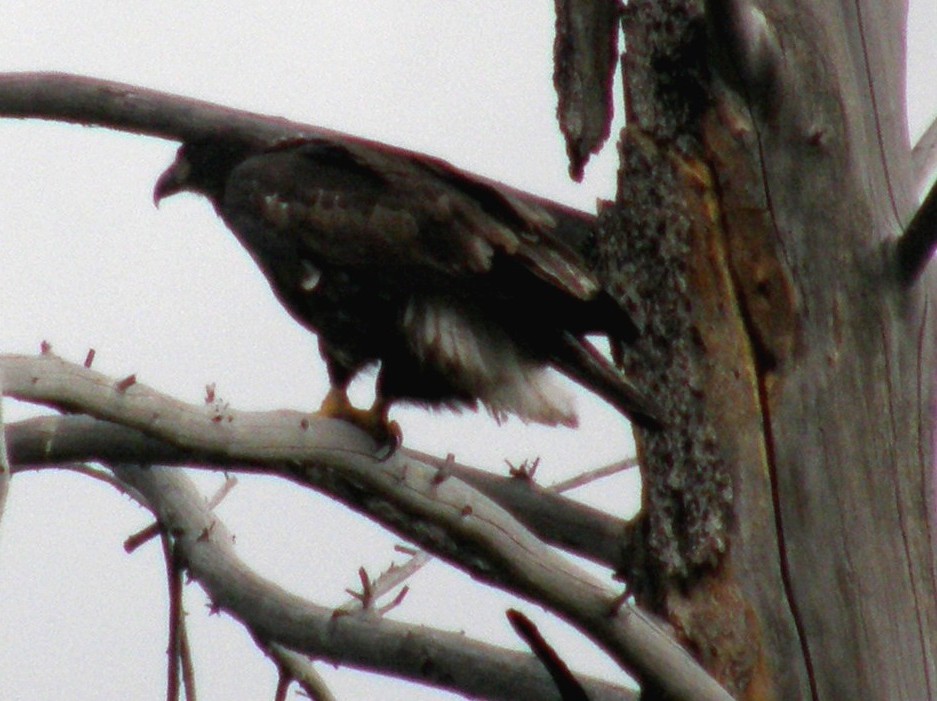 Aquila (?) nello Yellowstone National Park (USA)