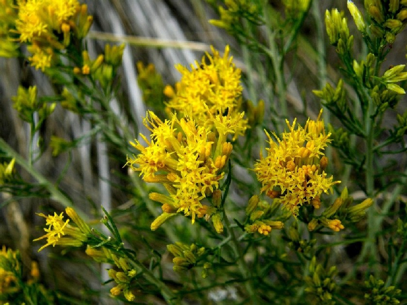 Yellowstone National Park (USA) -Ericameria nauseosa