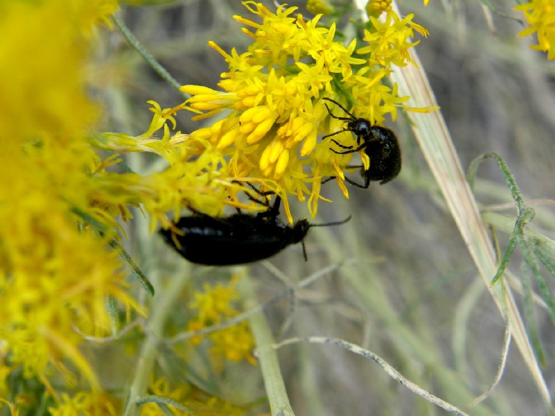 Yellowstone National Park (USA) -Ericameria nauseosa