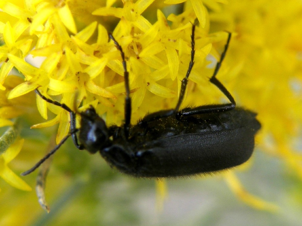 Coleotteri neri nello Yellowstone National Park (USA)