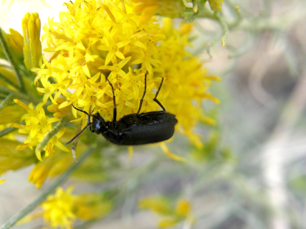 Yellowstone National Park (USA) -Ericameria nauseosa