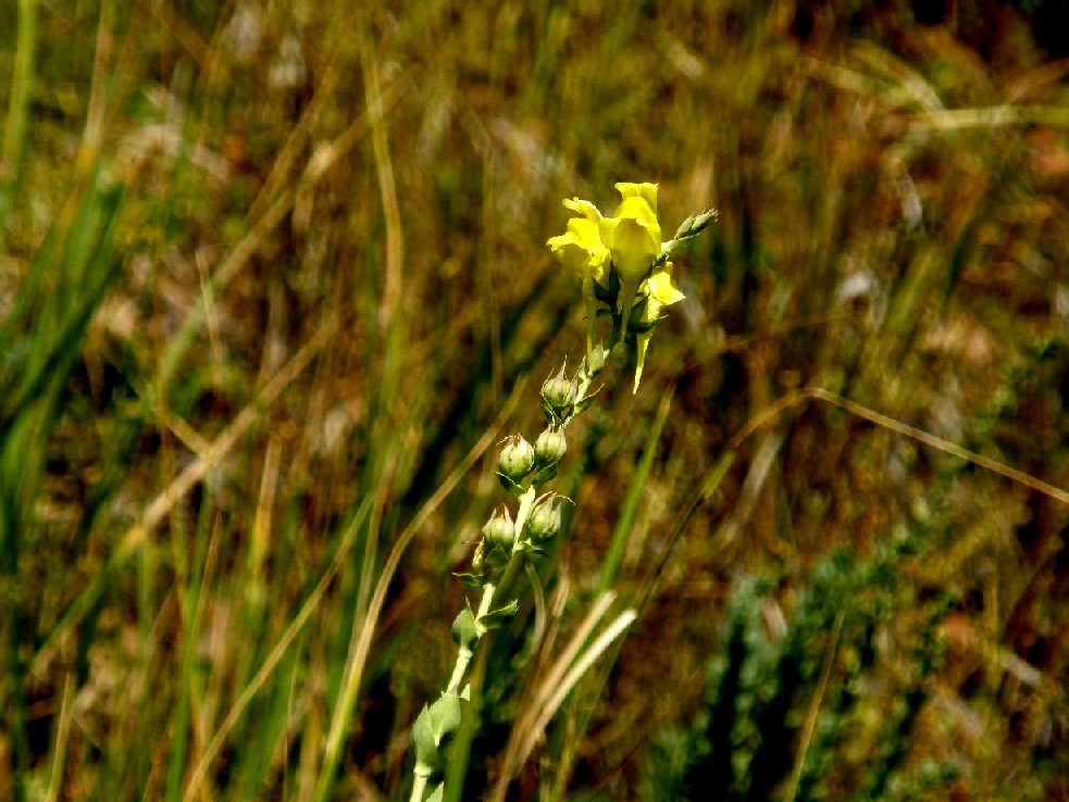 Yellowstone National Park (USA) - Linaria dalmatica