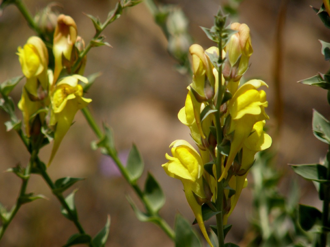 Yellowstone National Park (USA) - Linaria dalmatica