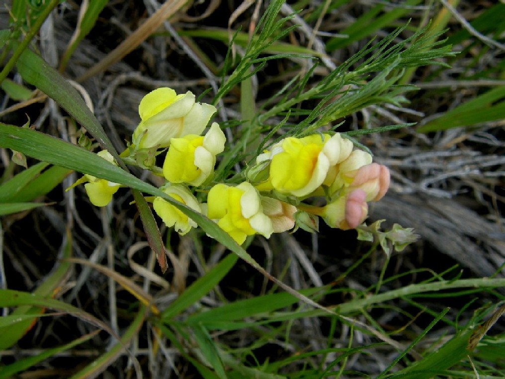 Yellowstone National Park (USA) - Linaria dalmatica