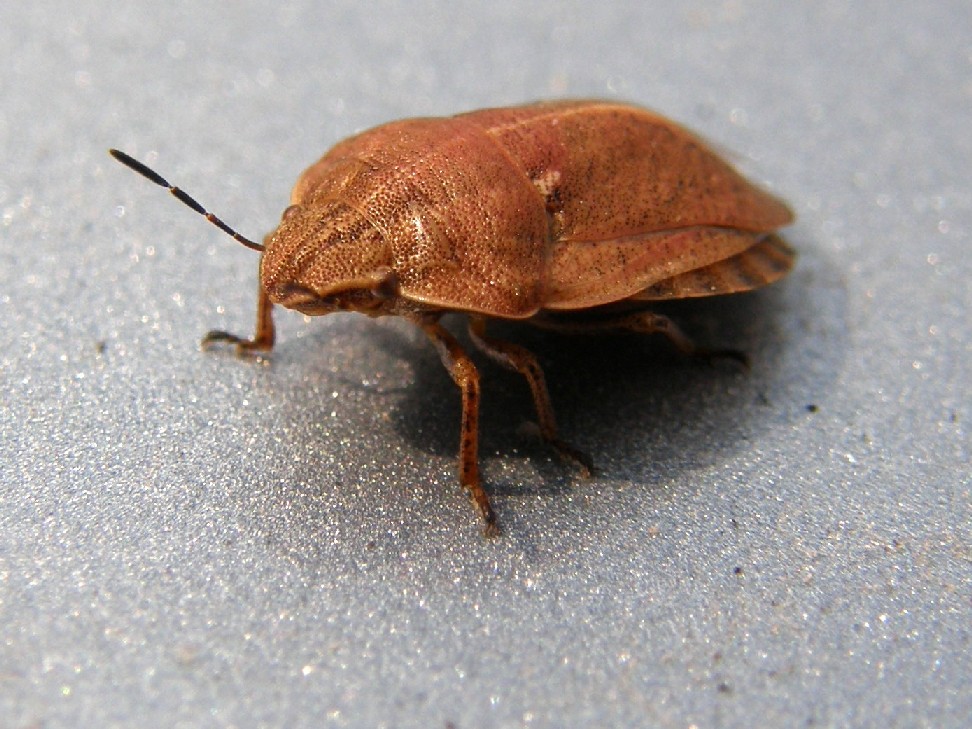 Eterottero Scutelleridae:  Eutygaster sp. - Yellowstone National Park (USA)