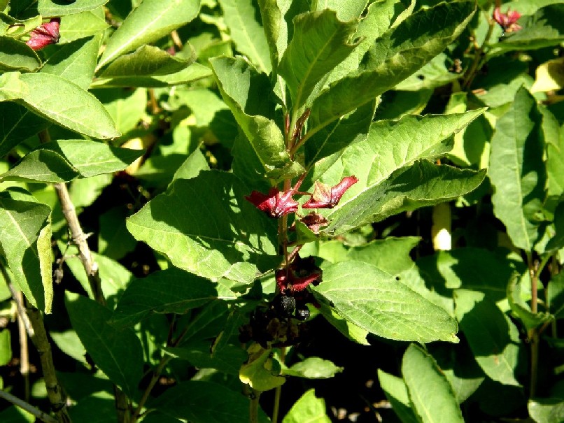 Yellowstone National Park (USA) - Lonicera involucrata