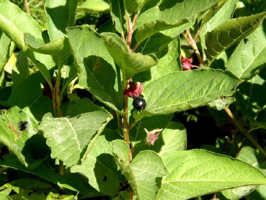 Yellowstone National Park (USA) - Lonicera involucrata