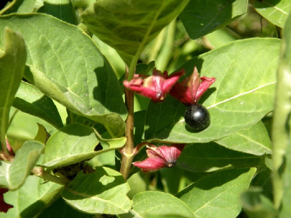 Yellowstone National Park (USA) - Lonicera involucrata