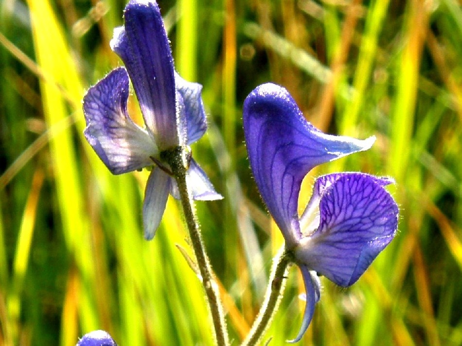 Yellowstone National Park (USA) - Aconitum columbianum