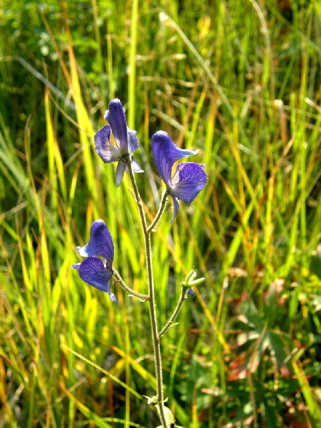 Yellowstone National Park (USA) - Aconitum columbianum