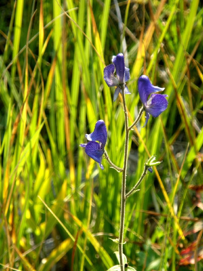 Yellowstone National Park (USA) - Aconitum columbianum