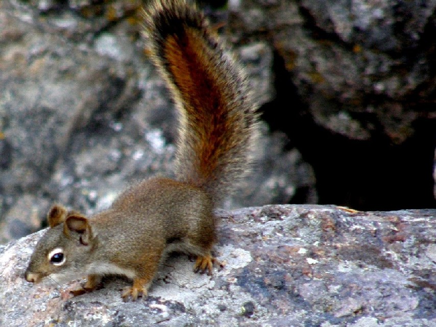 Scoiattoli nello Yellowstone National Park (USA)