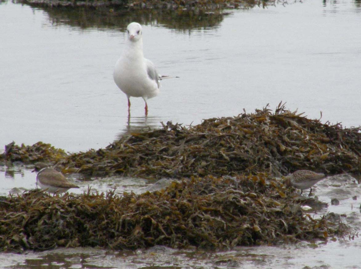 Uccelli marini in Bretagna