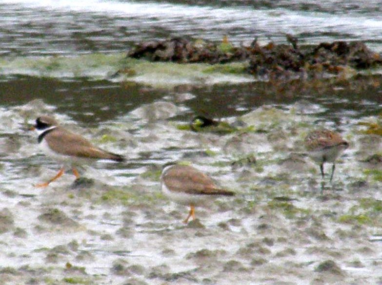 Uccelli marini in Bretagna