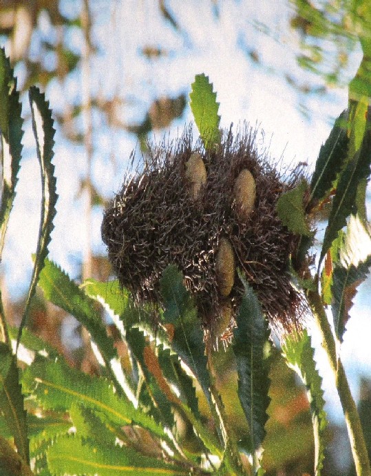 Enigma australiano - Banksia serrata