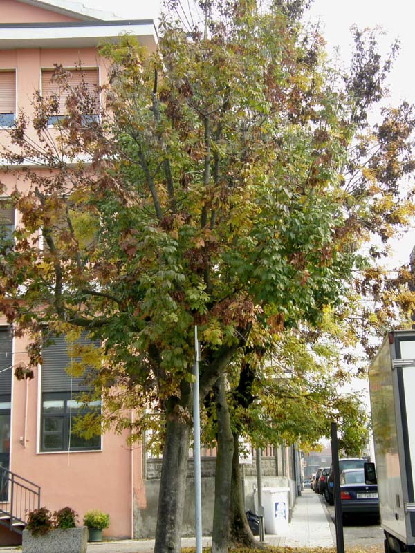 Fraxinus cfr. ecelsior