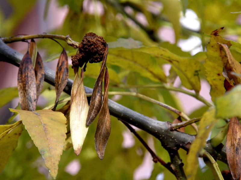 Fraxinus cfr. ecelsior