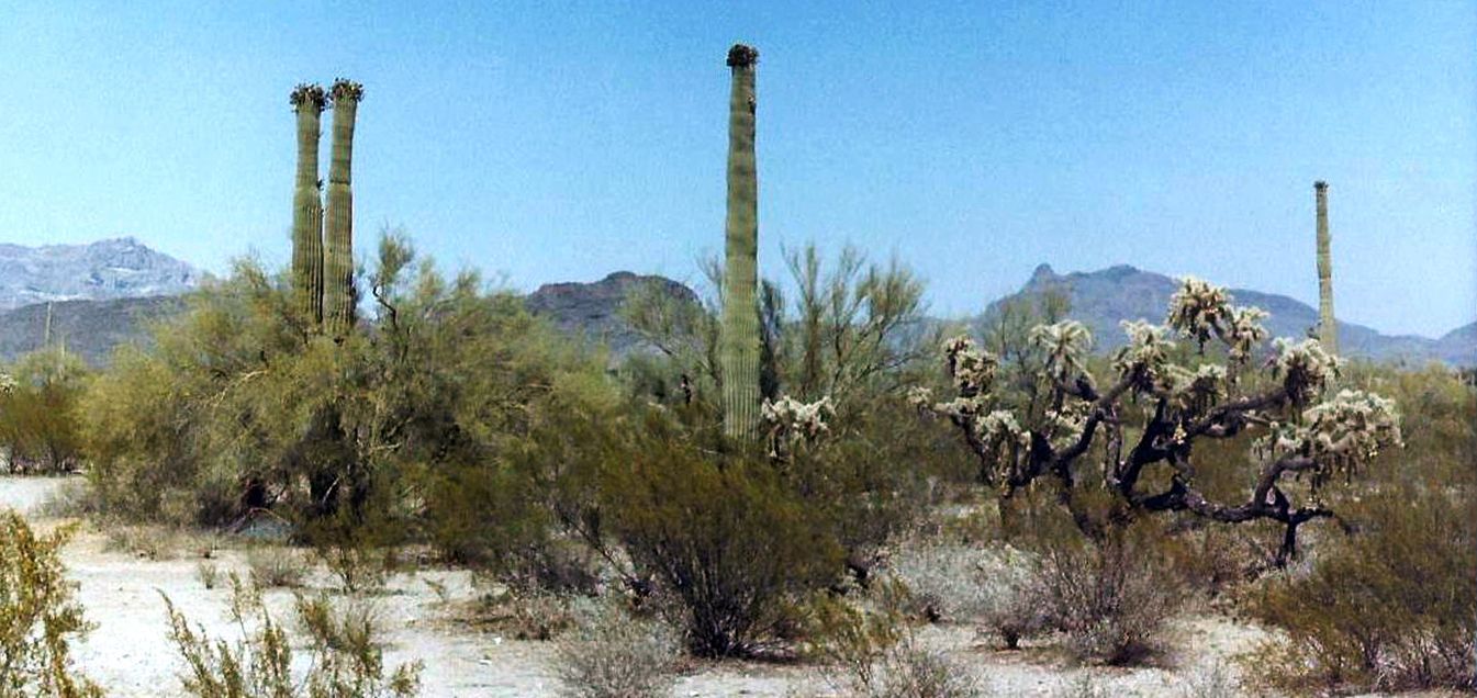 Nei dintorni di Phoenix (Arizona): fiori di Cactaceae da id.