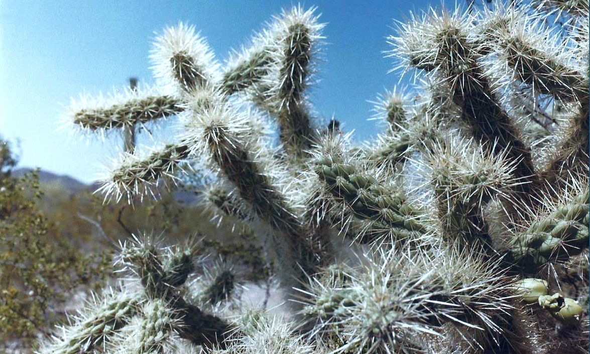 Nei dintorni di Phoenix (Arizona): fiori di Cactaceae da id.