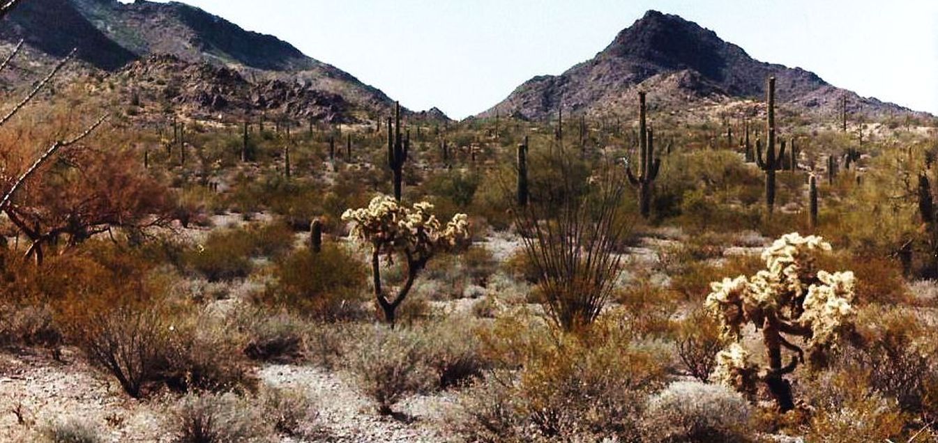 Nei dintorni di Phoenix (Arizona): fiori di Cactaceae da id.