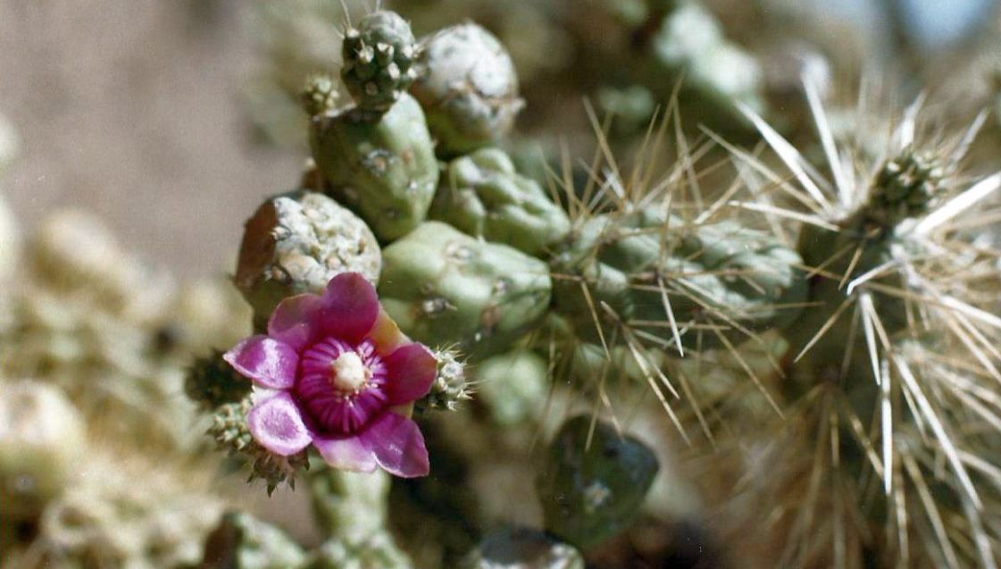 Nei dintorni di Phoenix (Arizona): fiori di Cactaceae da id.