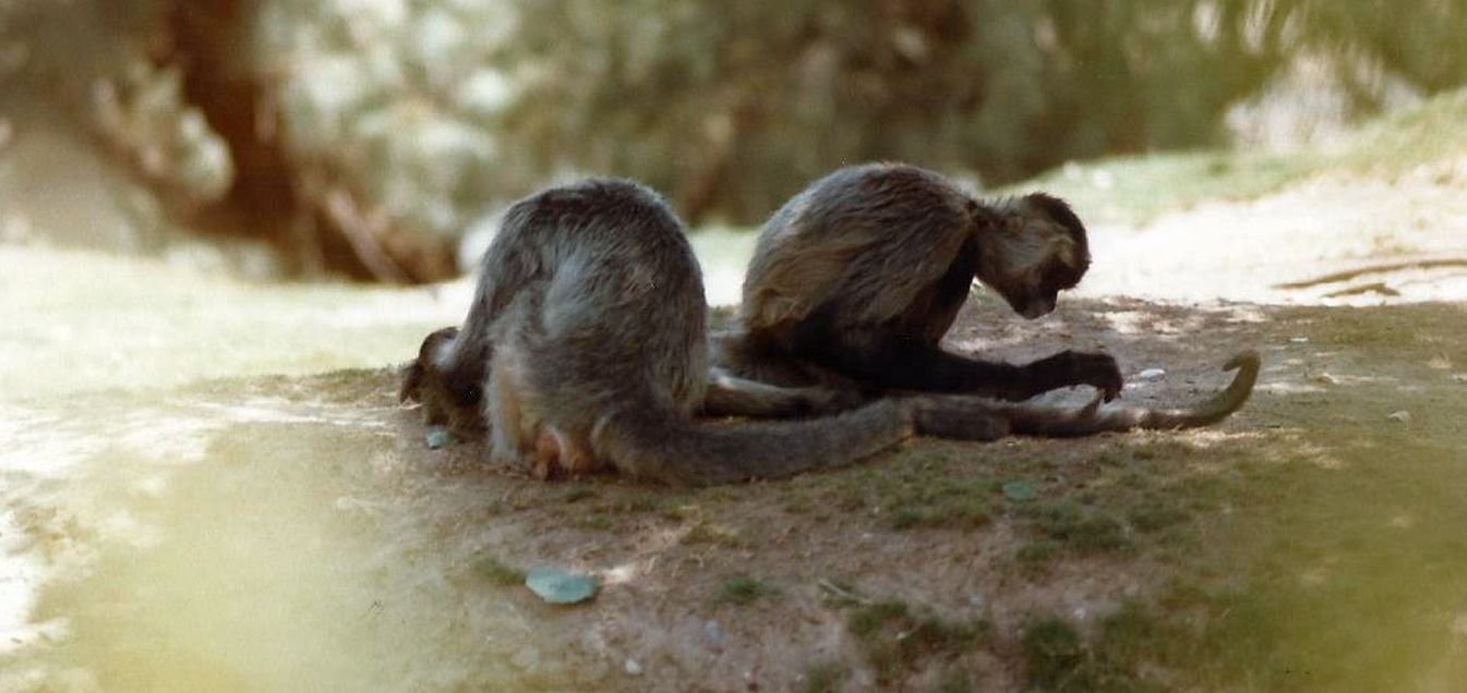 Allo zoo di Phoenix (Arizona):  Primati