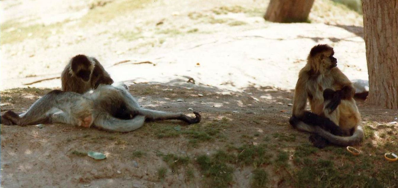 Allo zoo di Phoenix (Arizona):  Primati