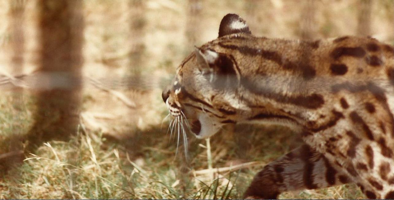 Allo zoo di Phoenix (Arizona):  Ocelot (Leopardus pardalis)