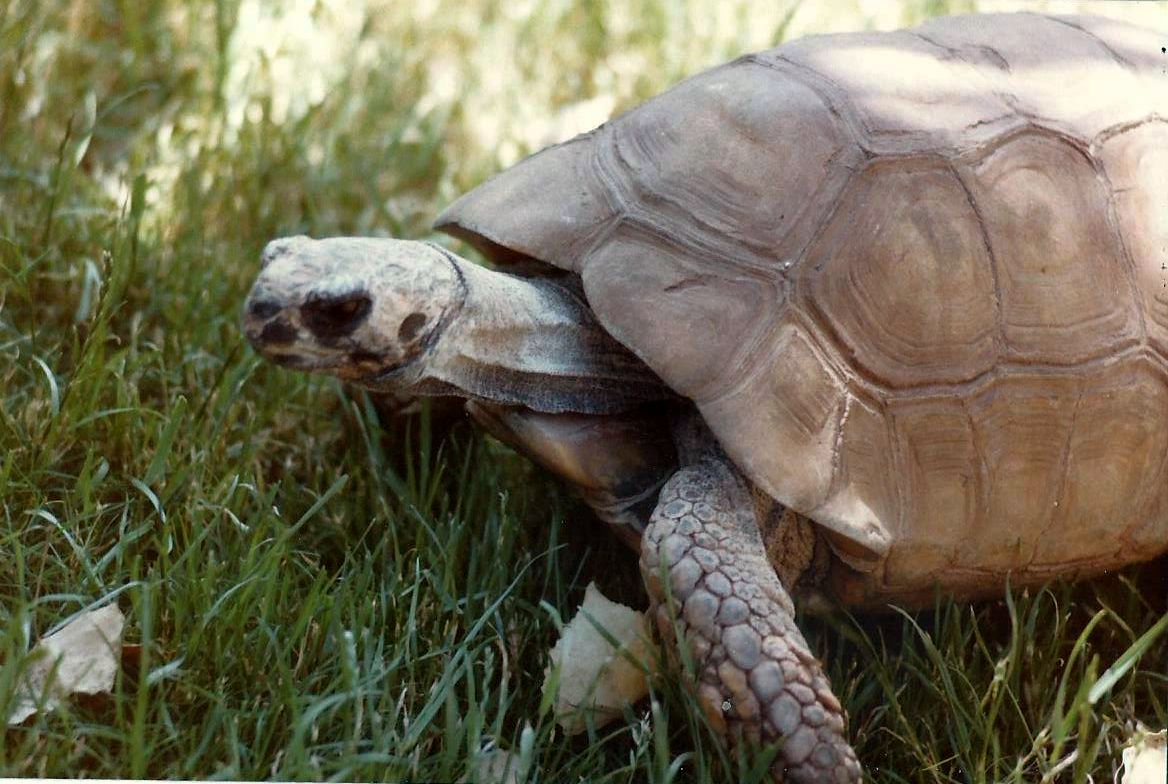 Allo zoo di Phoenix (Arizona):  Rettili