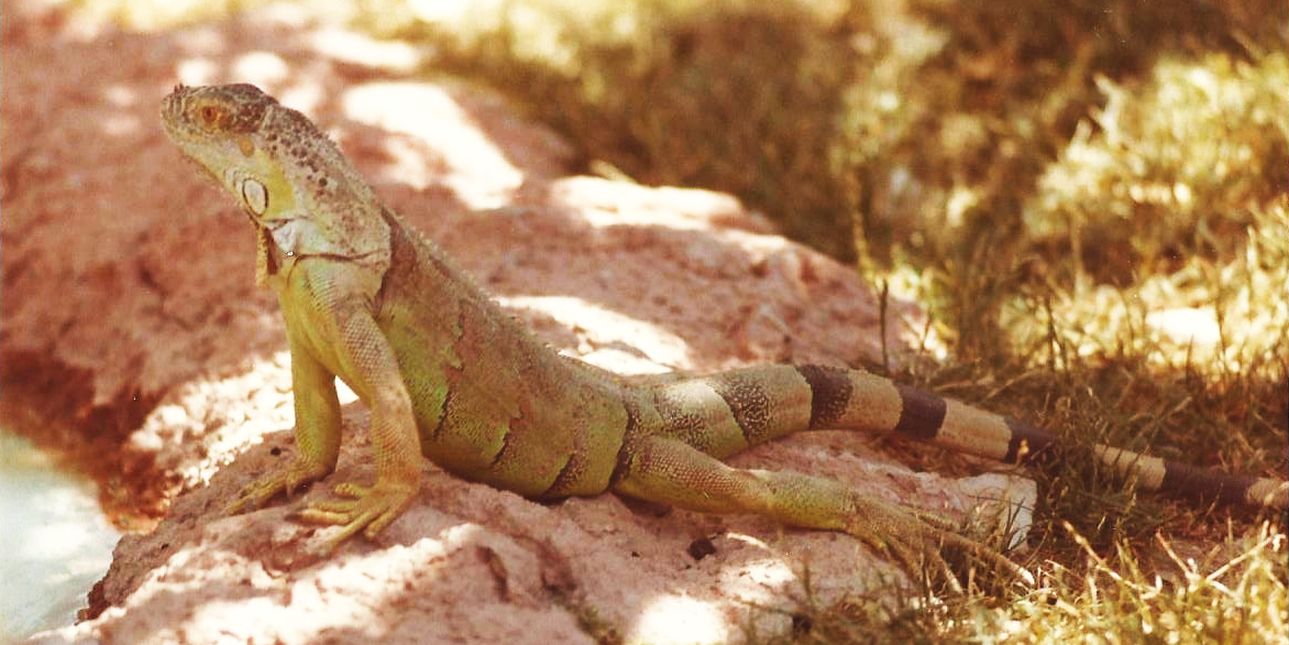 Allo zoo di Phoenix (Arizona):  Rettili