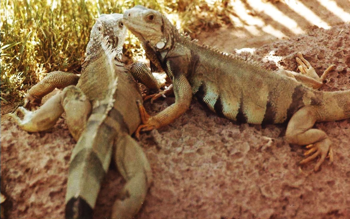 Allo zoo di Phoenix (Arizona):  Rettili