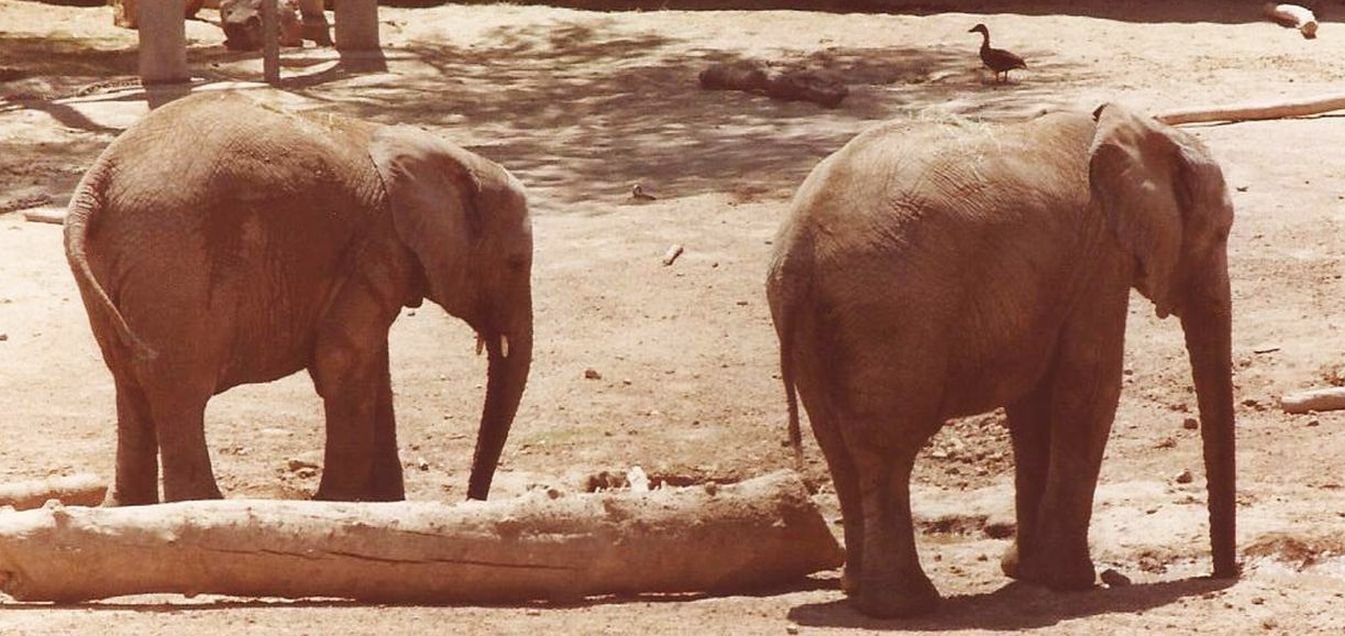 Allo zoo di Phoenix (Arizona):  grandi mammiferi