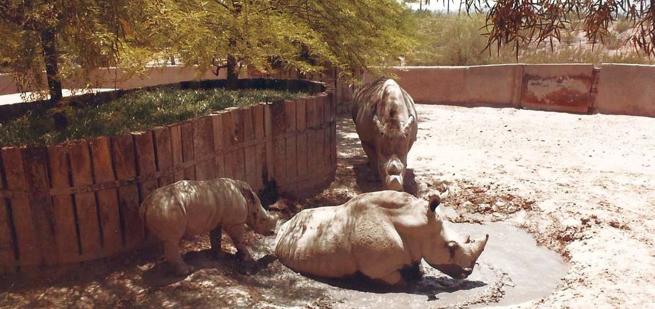 Allo zoo di Phoenix (Arizona):  grandi mammiferi