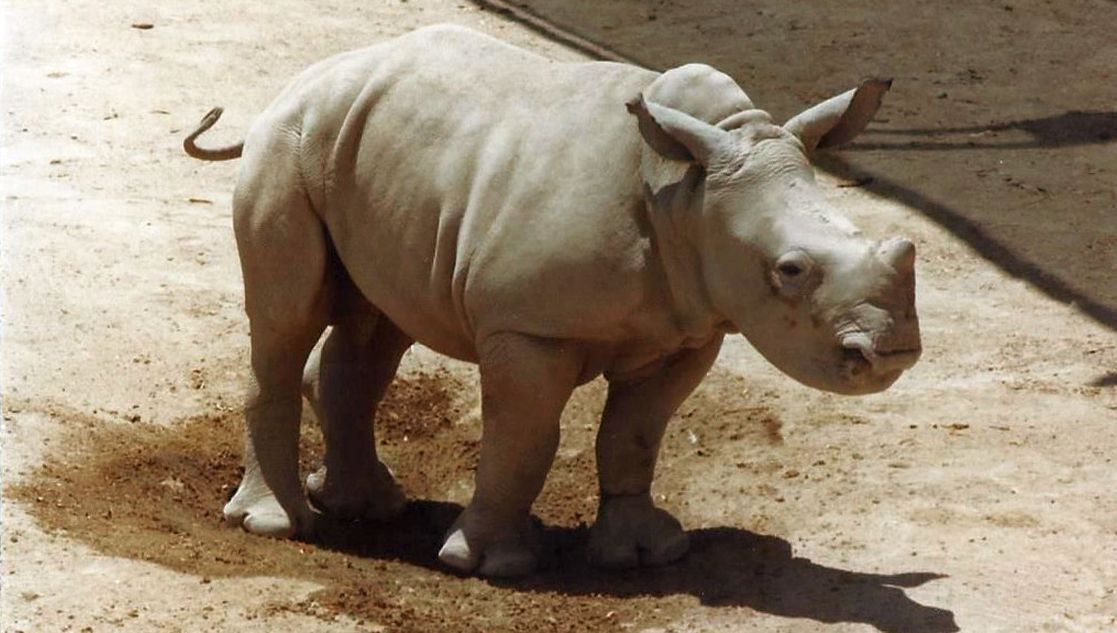 Allo zoo di Phoenix (Arizona):  grandi mammiferi