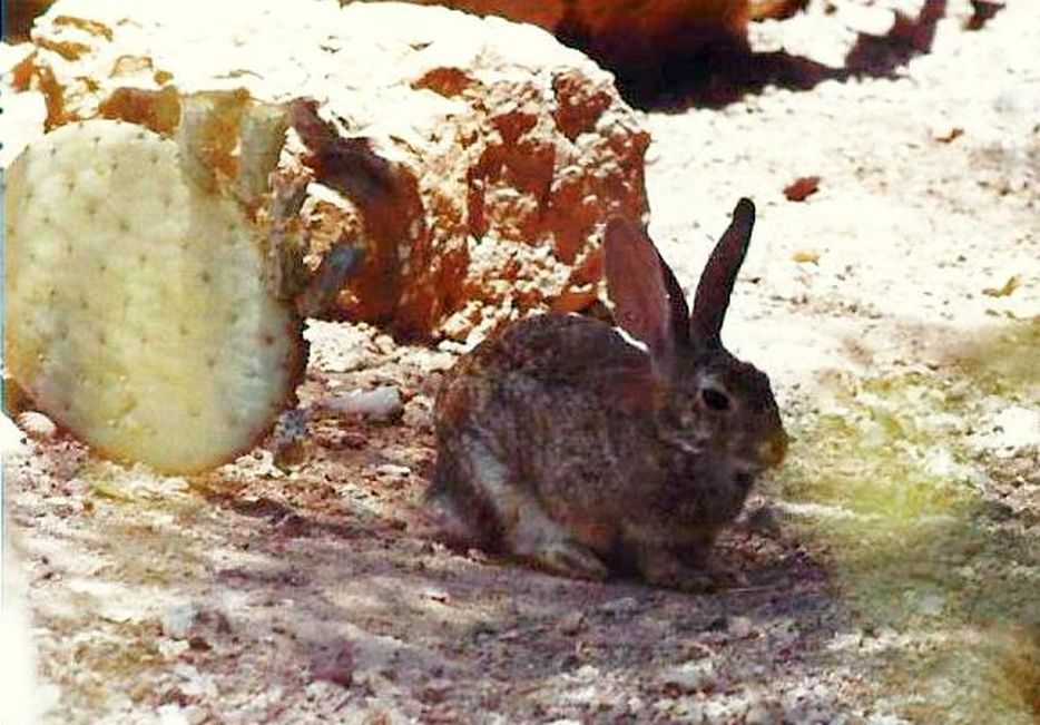 Allo zoo di Phoenix (Arizona):  piccoli mammiferi