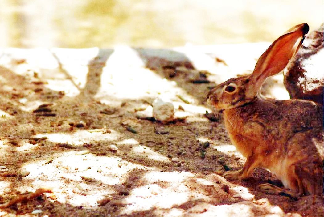 Allo zoo di Phoenix (Arizona):  piccoli mammiferi