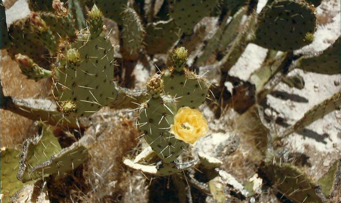 Nei dintorni di Phoenix (Arizona): fiori di Cactaceae da id.