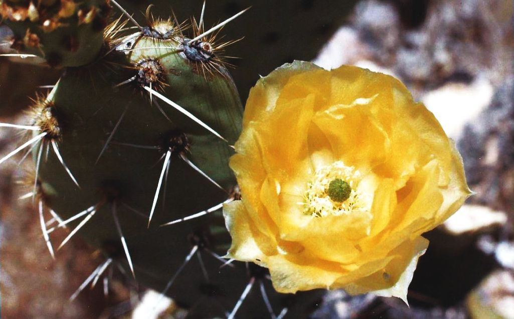 Nei dintorni di Phoenix (Arizona): fiori di Cactaceae da id.