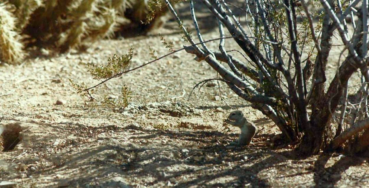 Phoenix (Arizona): Scoiattolo di terra: Xerospermophilus tereticaudus