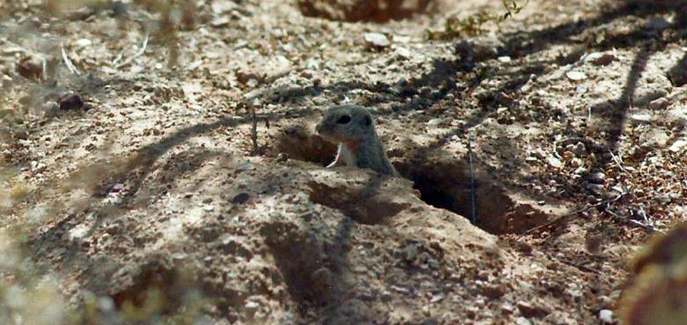 Phoenix (Arizona): Scoiattolo di terra: Xerospermophilus tereticaudus