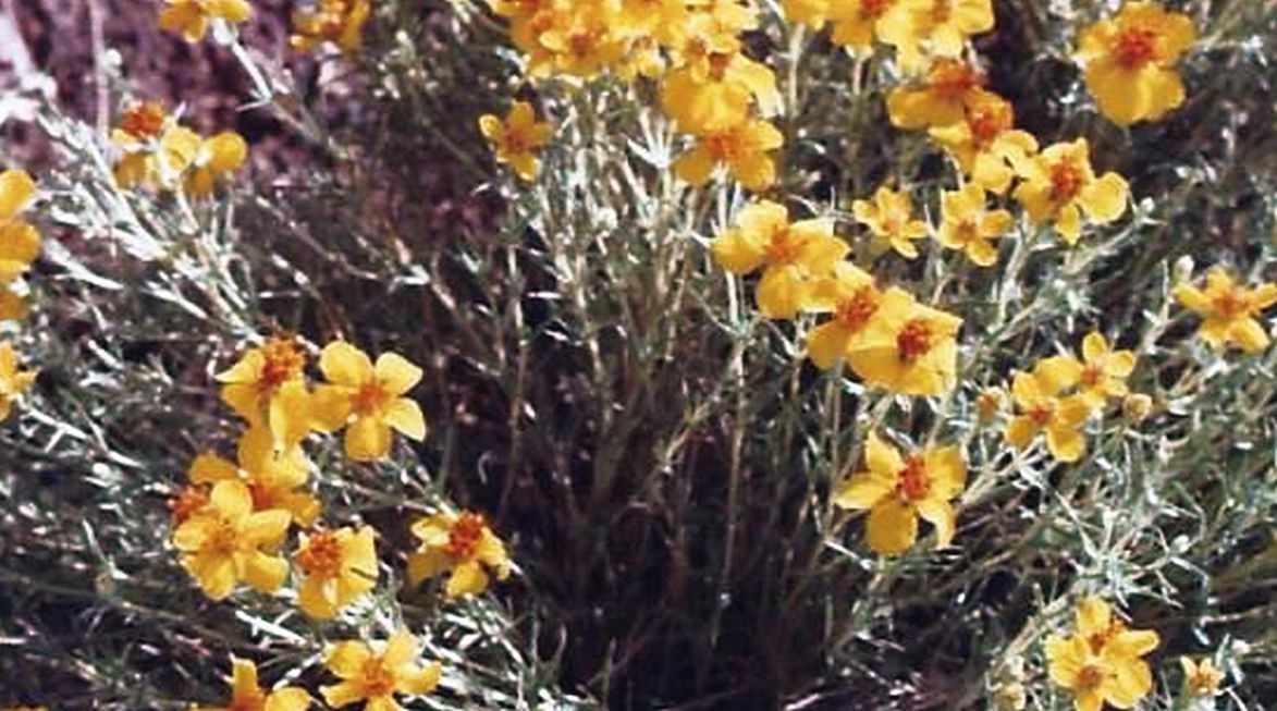 Flagstaff (Arizona) - Zinnia grandiflora Nutt. (Asteraceae)