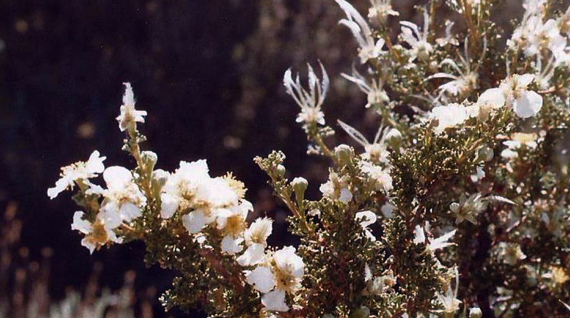 Grand Canyon  (Arizona) Purshia stansburyana (Rosaceae)