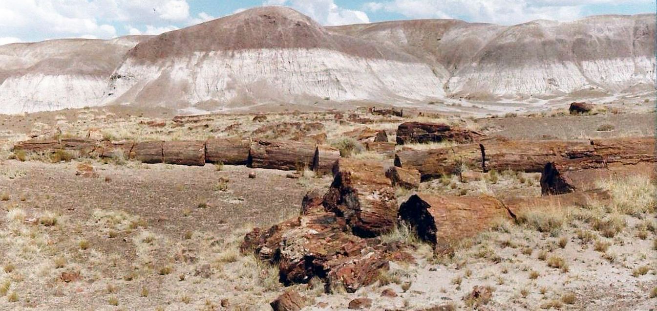 Arizona: un nido sotto una roccia