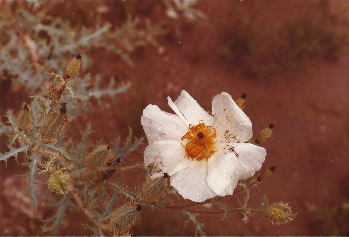 Arizona: Dasylirion wheeleri, Calystegia sp.e Argemone sp.