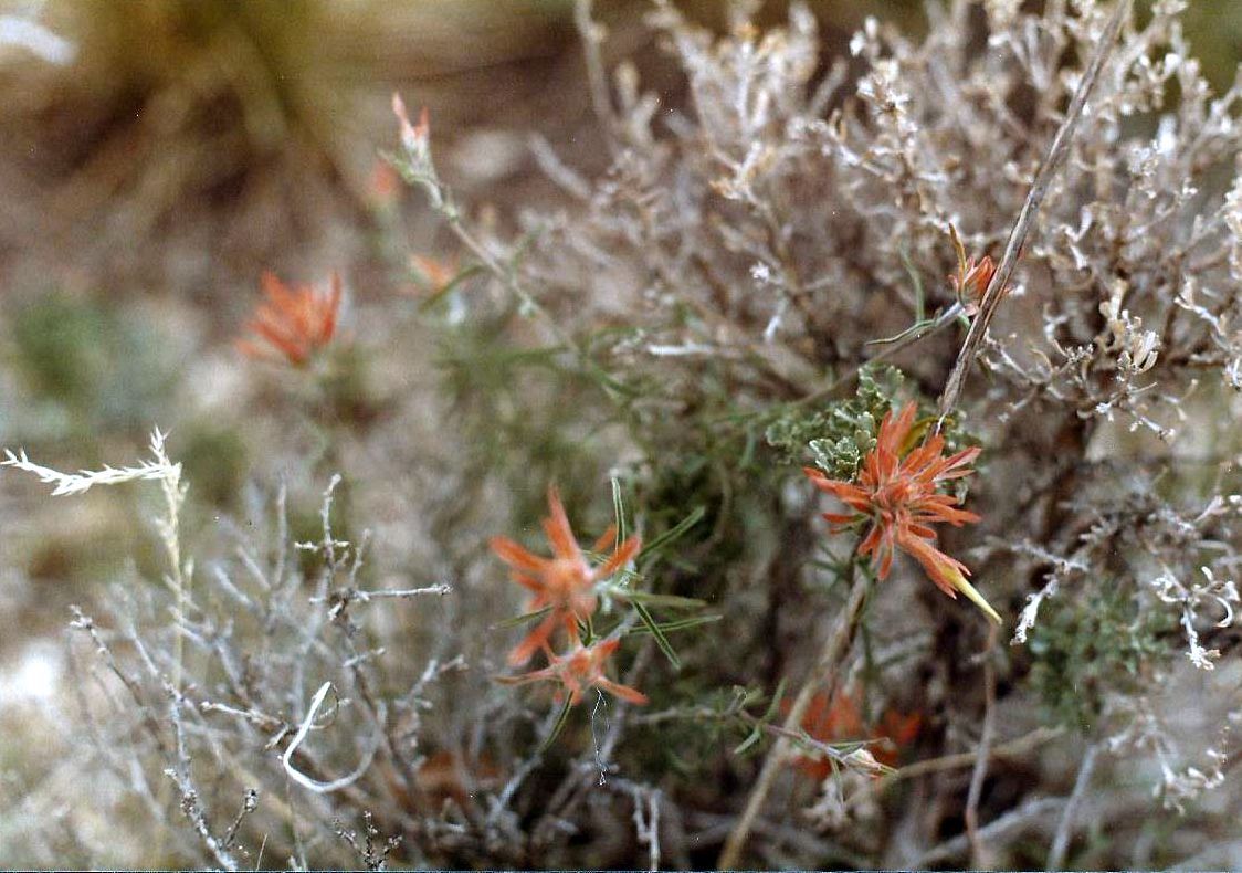 Arizona: Castilleja angustifolia (Nutt.) Don (Orobanchaceae)