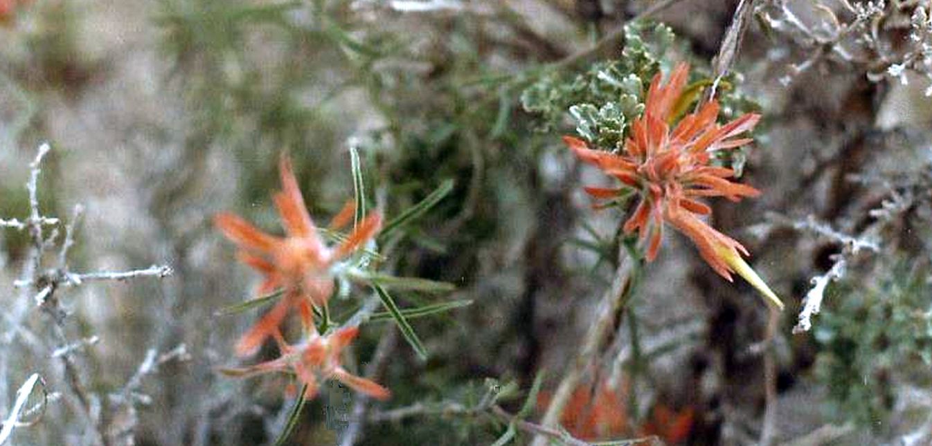 Arizona: Castilleja angustifolia (Nutt.) Don (Orobanchaceae)