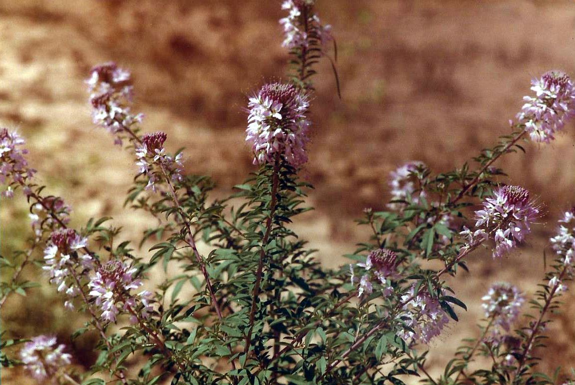 Utah: Cleome serrulata Pursh  (Cleomaceae)