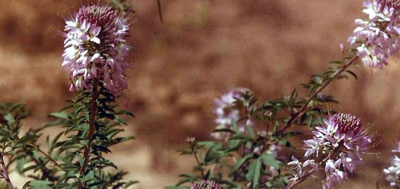 Utah: Cleome serrulata Pursh  (Cleomaceae)