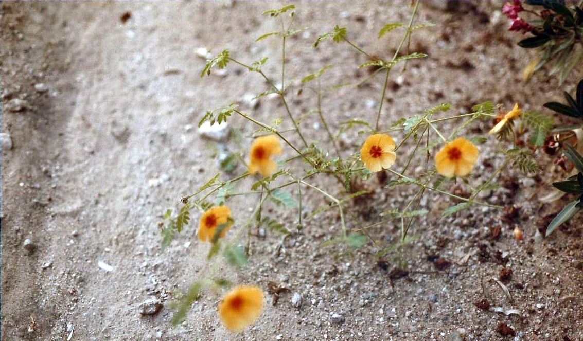 Arizona: Kallstroemia grandiflora (Zygophyllaceae)