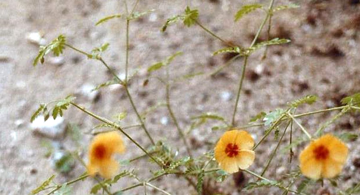 Arizona: Kallstroemia grandiflora (Zygophyllaceae)